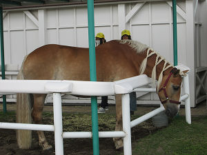札幌競馬場馬車引き馬