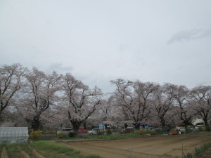 小林牧場の桜並木