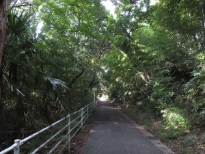 木陰の遊歩道
