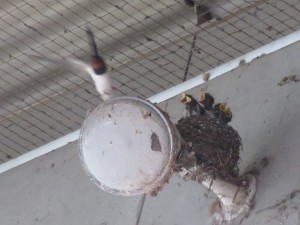ツバメ ツバメ