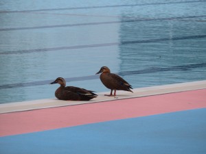 カルガモとプール カルガモとプール
