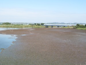 枯れる水草 枯れる水草