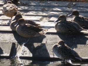 オナガガモのメス