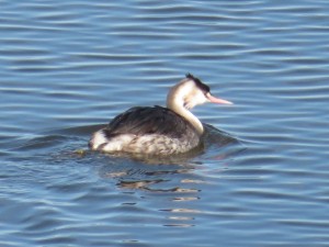 カンムリカイツブリ
