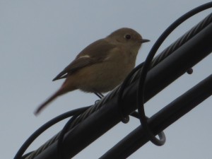ジョウビタキメス