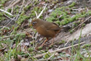 ガビチョウ ガビチョウ